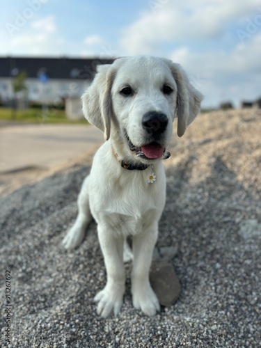 golden retriever puppy