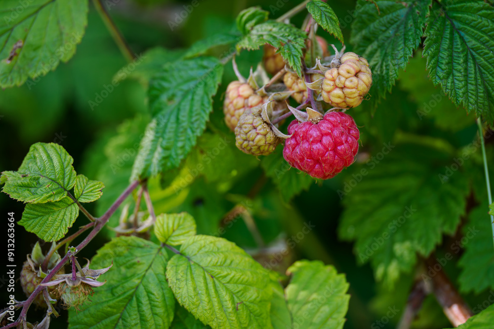Red raspberry fruit on plant. Red raspberry fruit on plant.