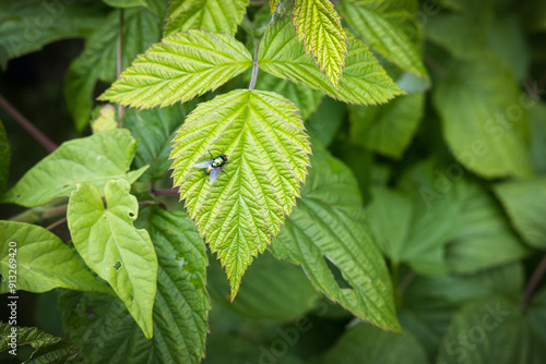 Fliege sitzt auf dem Blatt einer Himbeere photo