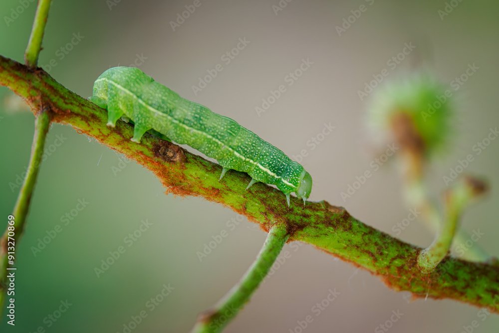 Green caterpillar on a chestnut stem. Green caterpillar on a chestnut stem.