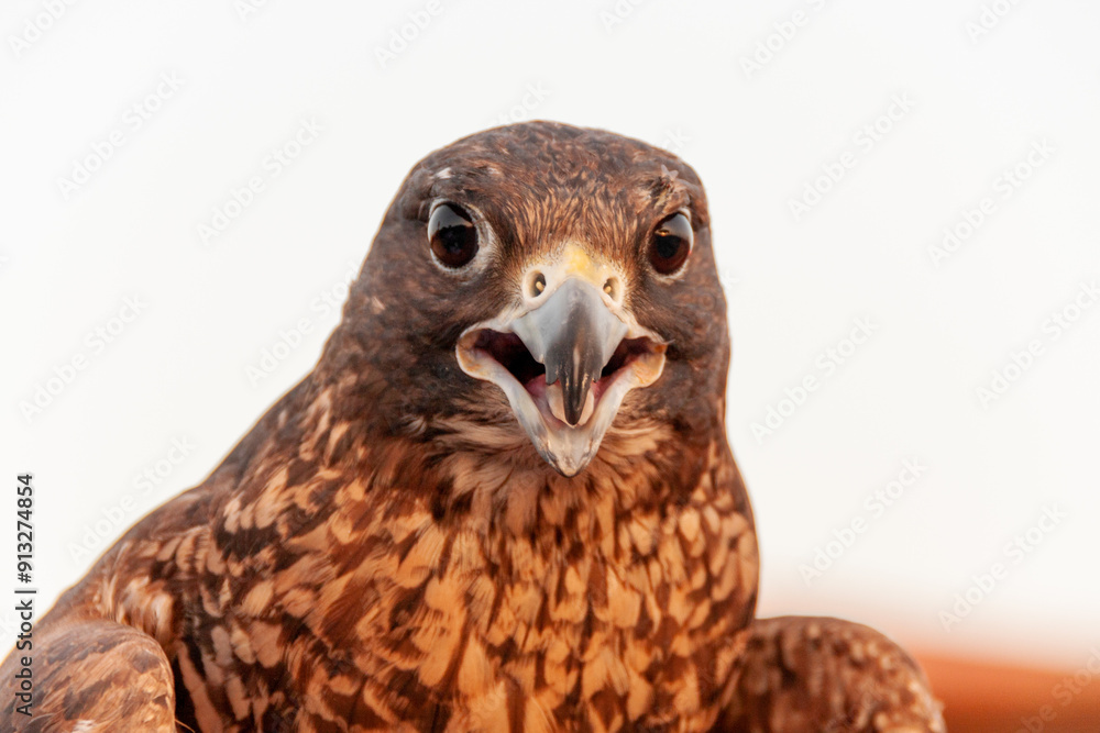 Fototapeta premium Close up on falcon's head. A bird of prey. Picture is taken in the desert outside of Dubai, UAE. White background. Sunset reflection on the eyes of the bird.