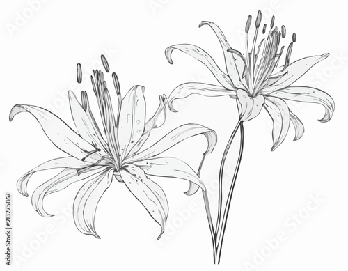 Nerine flower, spider lily, contour black line drawing isolated on white background, for design and decoration photo