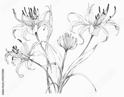 Nerine flower, spider lily, contour black line drawing isolated on white background, for design and decoration