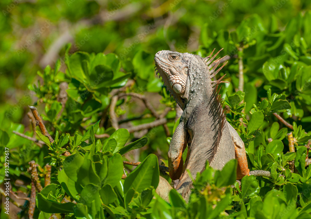 Fototapeta premium Iguana in green trees
