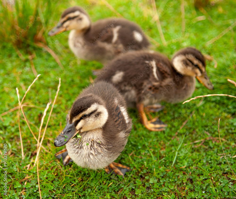 three little ducklings arranged symmetrically three little ducklings arranged symmetrically