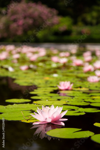 Quadro su tela Pink nympheas on the pond