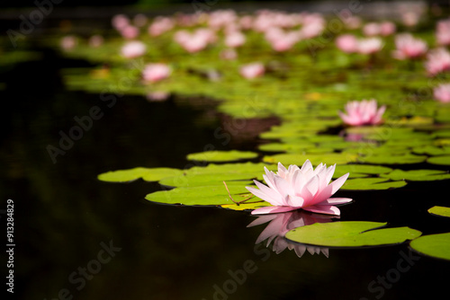 Fototapeta Pink nympheas on the pond