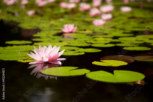 Fényképezés Pink nympheas on the pond