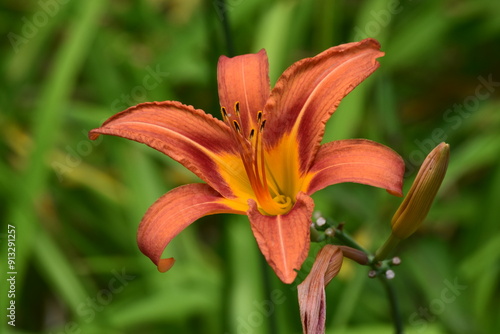 Red Lily Flower