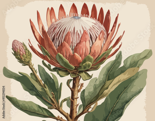 Protea plant, a 18th century botanical illustration
