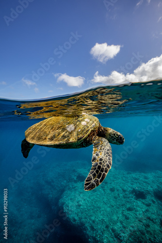 An underwater over-under shot of a green sea turtle at the surface of the clear blue waters of Hawaii with blue skies and fluffy white clouds