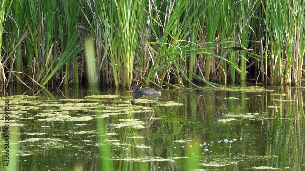 Video series of American Coot families on a lush Canadian lake in summer. Captures nesting, feeding, and chicks exploring the water. Perfect for nature and wildlife projects. Video series of American Coot families on a lush Canadian lake in summer. Captures nesting, feeding, and chicks exploring the water. Perfect for nature and wildlife projects.
