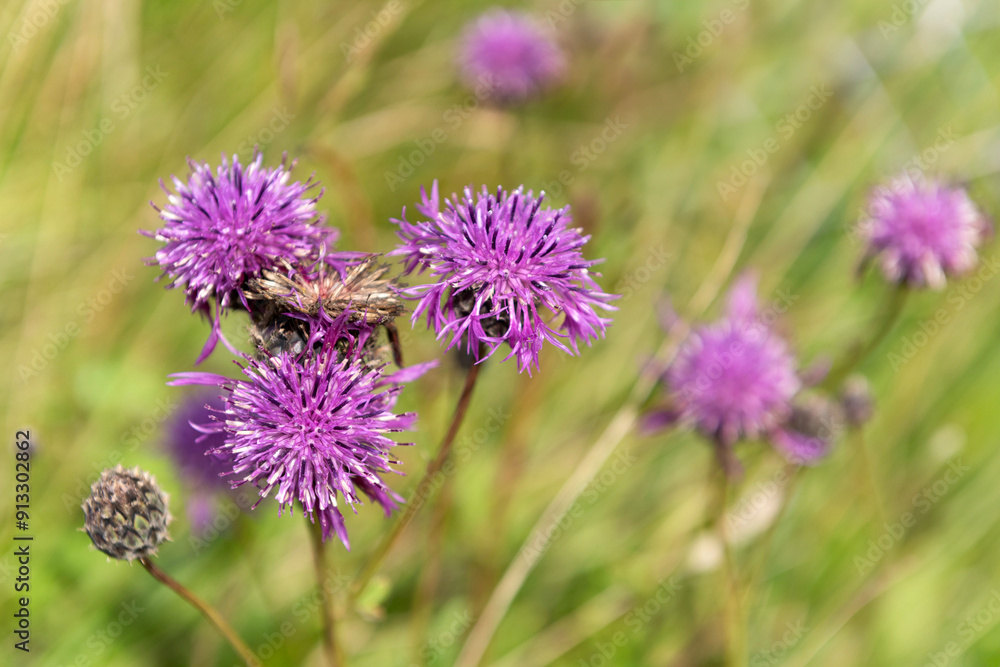 Centaurea scabiosa or Greater Knapweed Centaurea scabiosa or Greater Knapweed