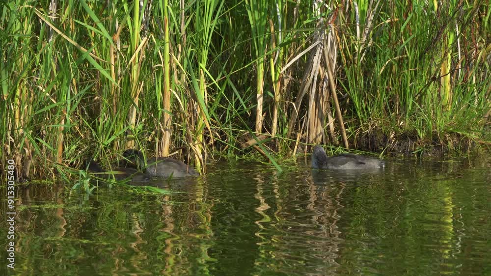 Video series of American Coot families on a lush Canadian lake in summer. Captures nesting, feeding, and chicks exploring the water. Perfect for nature and wildlife projects. Video series of American Coot families on a lush Canadian lake in summer. Captures nesting, feeding, and chicks exploring the water. Perfect for nature and wildlife projects.