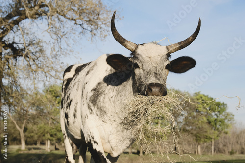 Horned beef cow eating hay closeup on Texas ranch