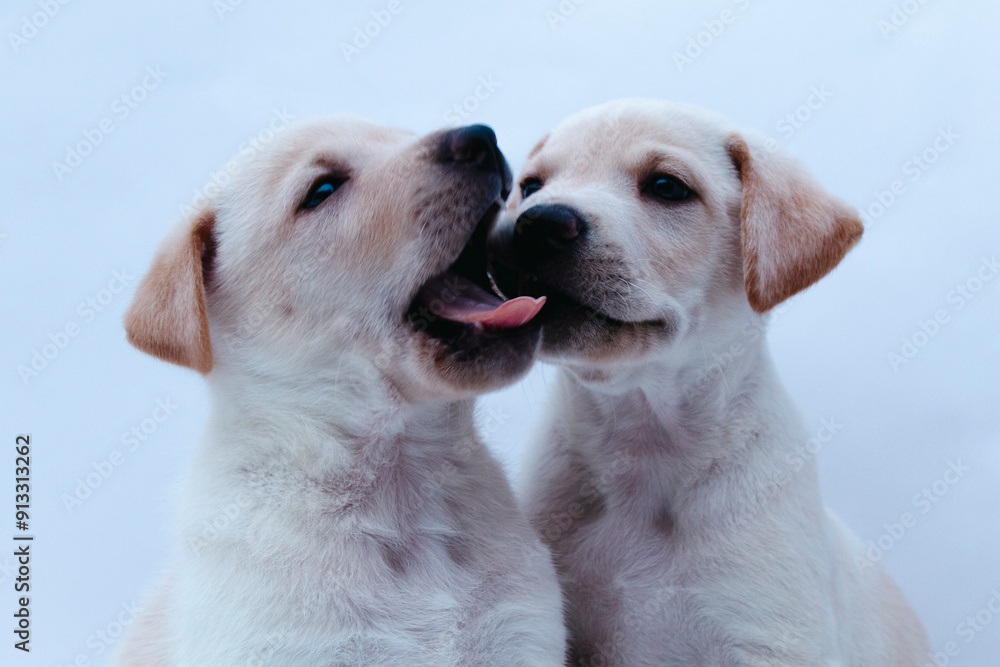 two little white dog puppy giving a kiss two little white dog puppy giving a kiss