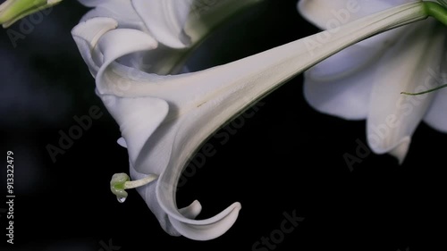 Tokyo, Japan -August 8, 2024: Closeup of pistil of Taiwan Lily or Formosa lily photo