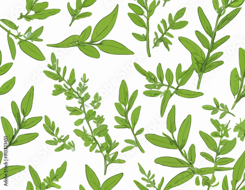 Vector lemon verbena plant. Medicinal, aromatic herb. Illustration of branch with green leaves in cartoon flat style.
