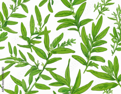 Vector lemon verbena plant. Medicinal, aromatic herb. Illustration of branch with green leaves in cartoon flat style.
