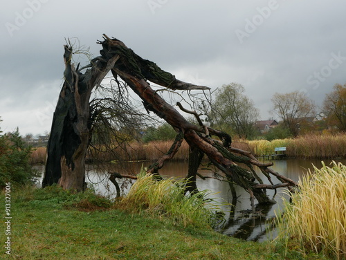 A burnt tree after being struck by lightning
