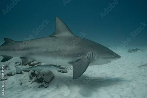 Photos Bull shark with remora swimming