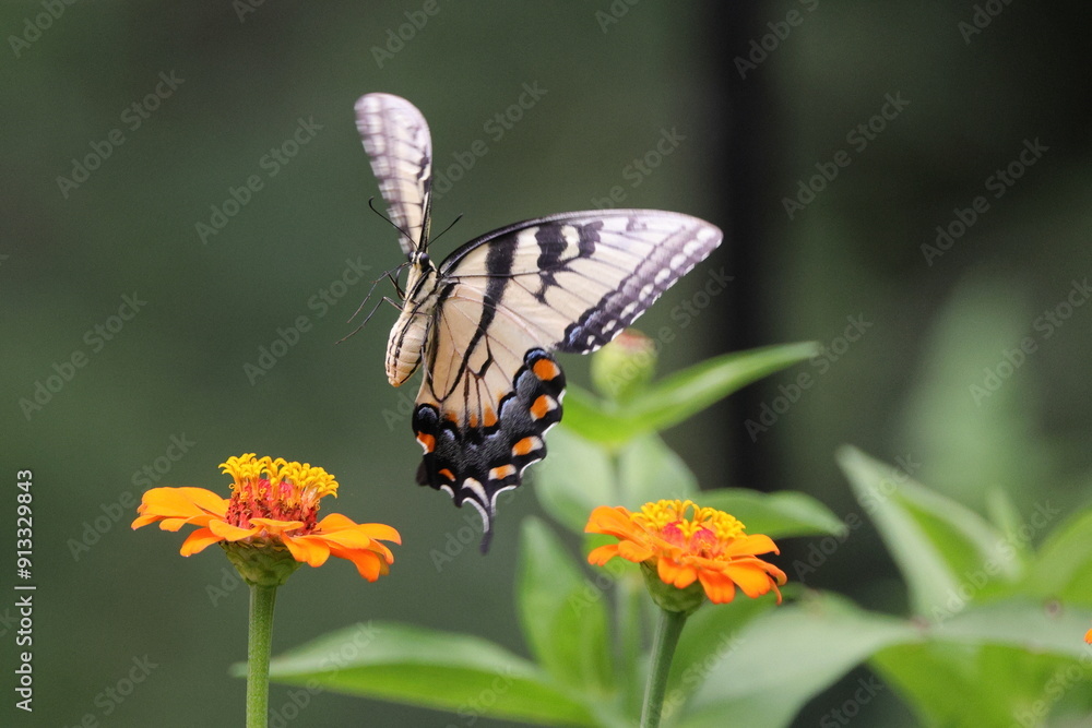 Butterfly and flowers Butterfly and flowers