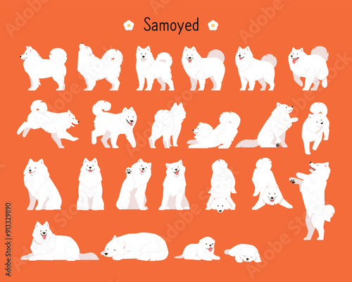 A collection of various movements of a furry Samoyed. flat vector illustration.