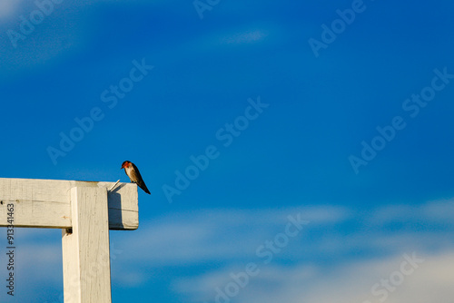 Swallows perch on a wooden beam against a backdrop of clouds and a blue sky. photo