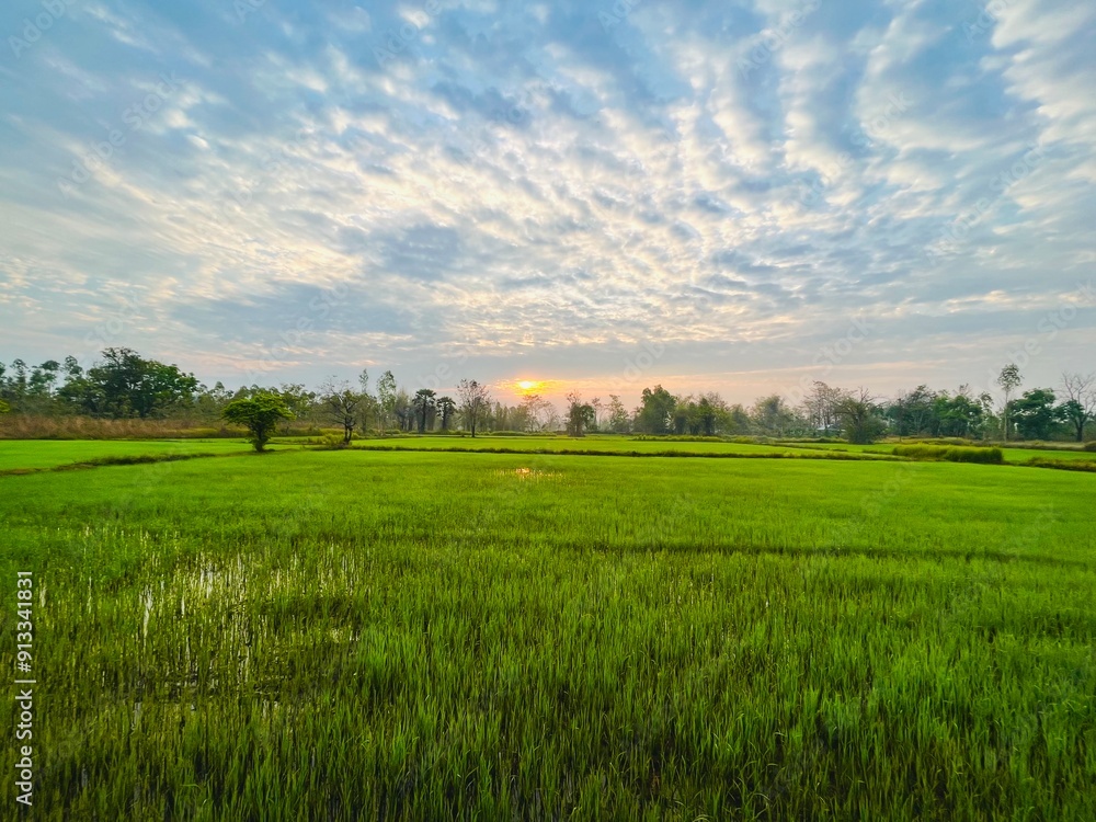 Green rice fields and morning sky Green rice fields and morning sky