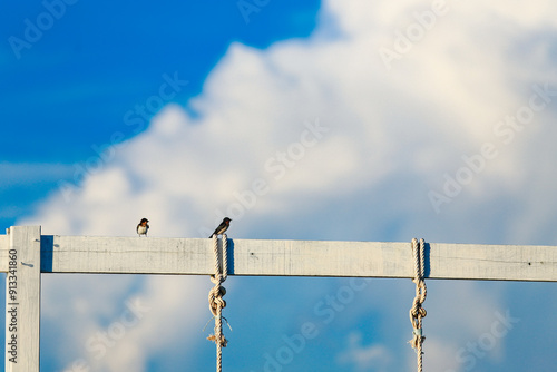 Swallows perch on a wooden beam against a backdrop of clouds and a blue sky. photo