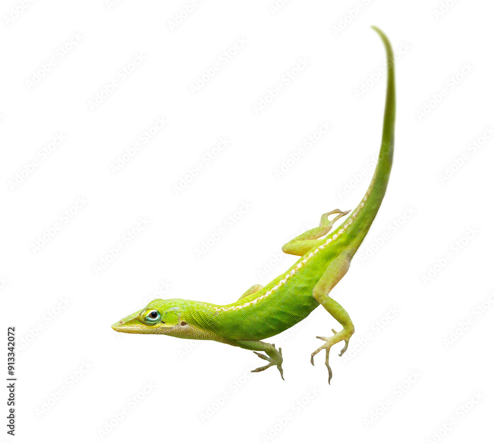 A green anole (Anolis carolinensis), a lizard found in Florida, isolated on a transparent background. Transparent PNG photo asset A green anole (Anolis carolinensis), a lizard found in Florida, isolated on a transparent background. Transparent PNG photo asset