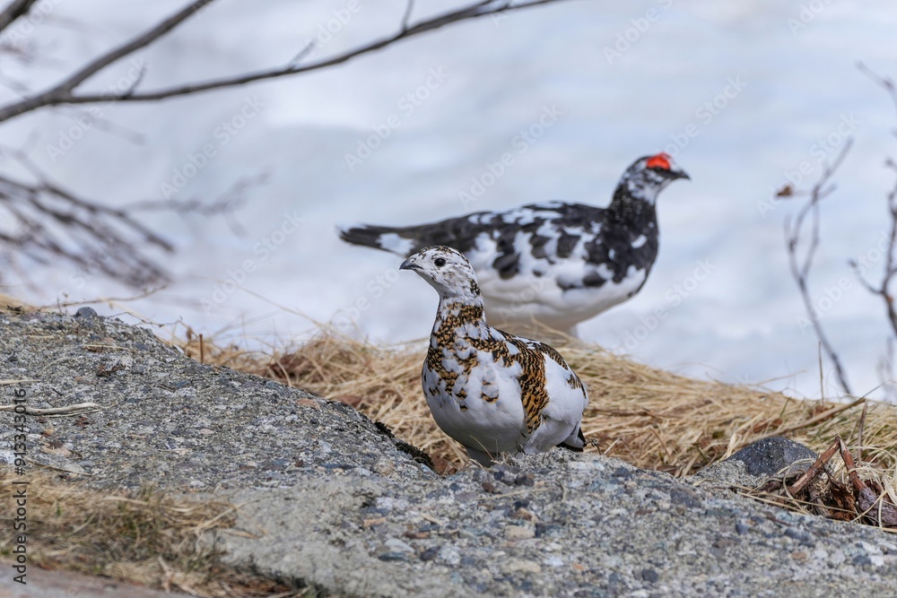 Fototapeta premium 遊歩道をのんびり歩く雷鳥メス