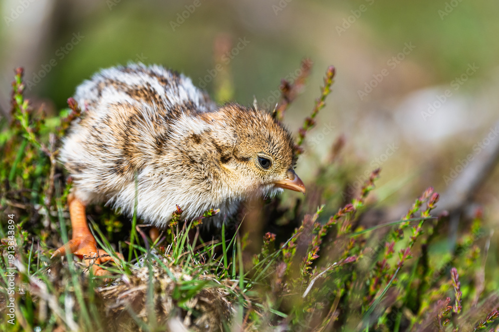 Chick of Red-legged Partridge, Alectoris rufa, North York Moors National Park, Yorkshire, England Chick of Red-legged Partridge, Alectoris rufa, North York Moors National Park, Yorkshire, England