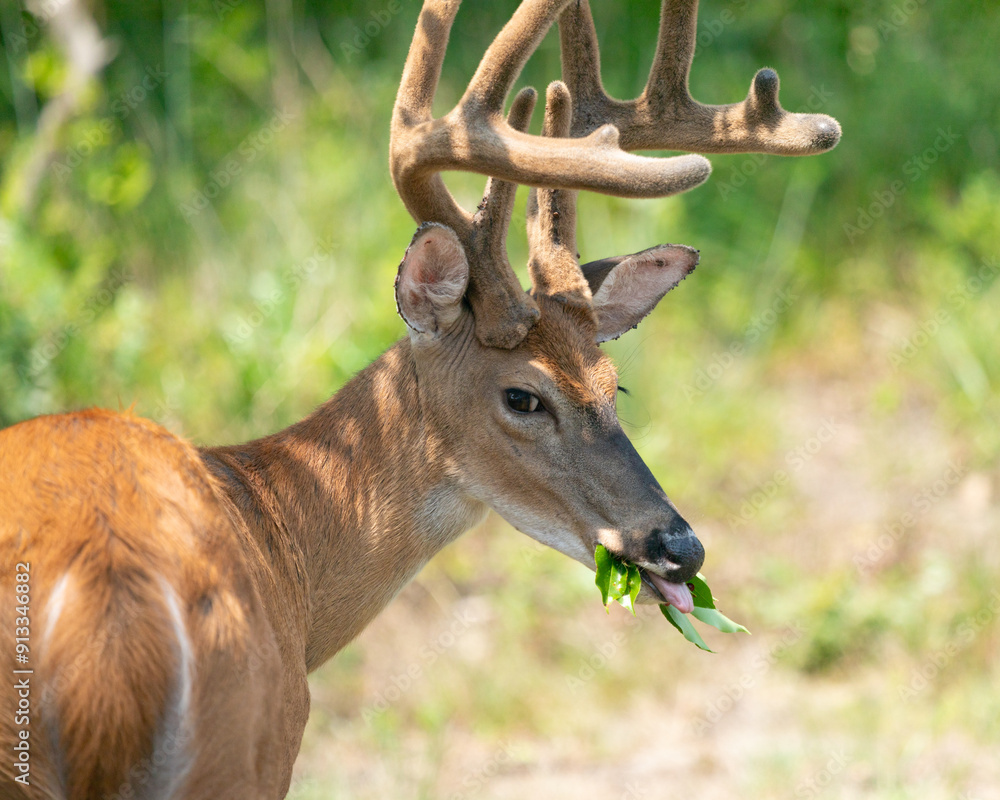 Fototapeta premium White-Tailed Deer Buck Eating During Summer