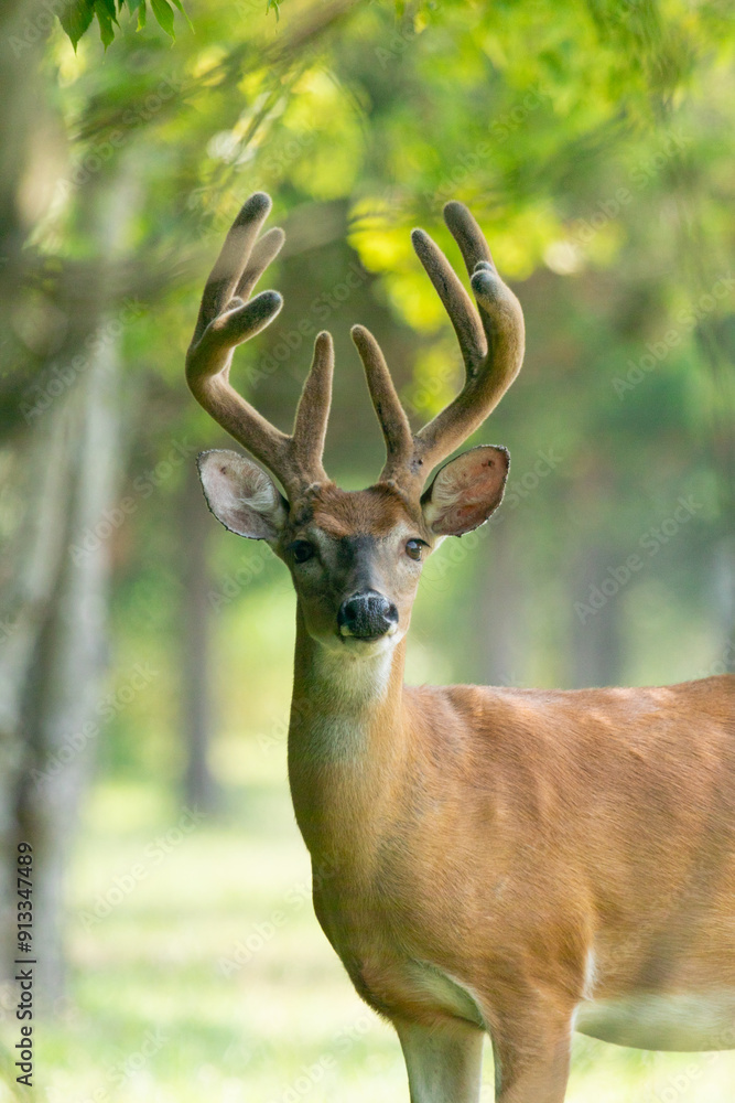 Fototapeta premium White-Tailed Deer Buck Eating During Summer