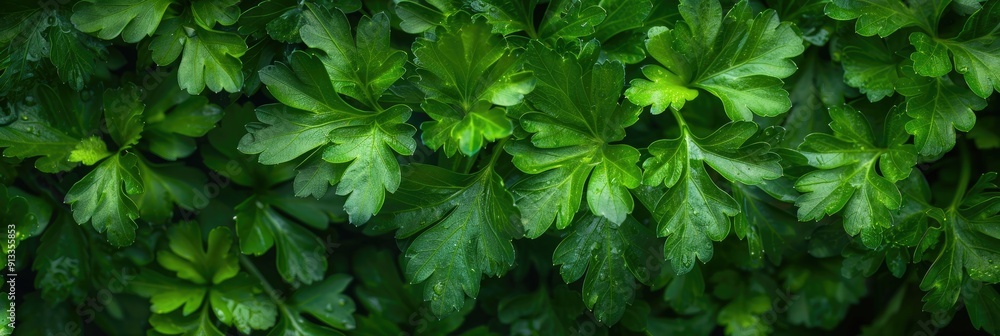 Fresh Parsley Green Leaf Herb Spice Fresh Parsley Green Leaf Herb Spice