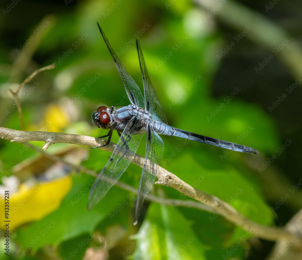 Male Bar-Winged Skimmer Dragonfly at Smith Farm, Dartmouth, Massachusetts Male Bar-Winged Skimmer Dragonfly at Smith Farm, Dartmouth, Massachusetts