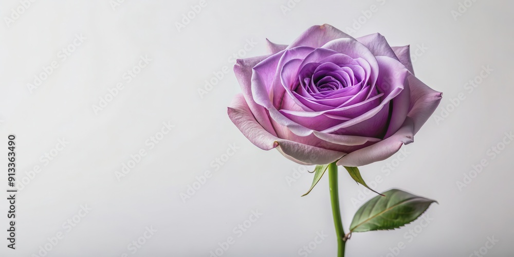 Single lavender rose on long stem standing vertically, isolated on background, lavender, rose, flower, single, long stem Single lavender rose on long stem standing vertically, isolated on background, lavender, rose, flower, single, long stem