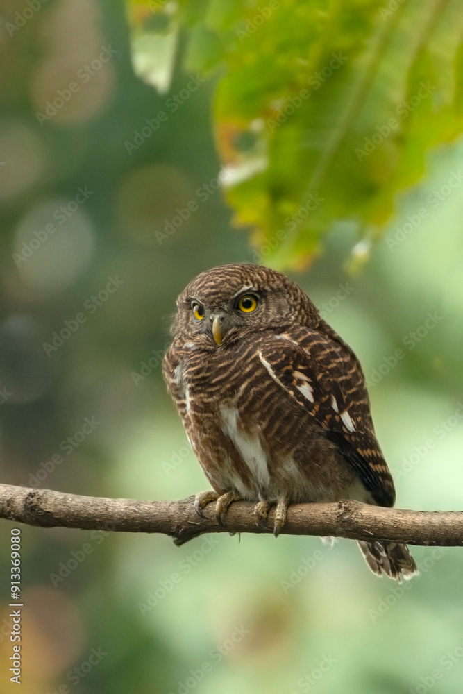 Spotted Owlet Perched on Branch at Buxa Tiger Reserve, West Bengal Spotted Owlet Perched on Branch at Buxa Tiger Reserve, West Bengal