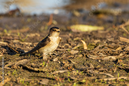 The Tree Martin (Petrochelidon nigricans) is a small swallow with glossy blue-black upperparts, white underparts, and a slightly forked tail. photo