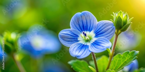 Close up of a light blue Veronica Persica flower, field speedwell photo