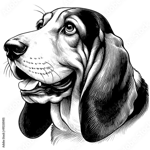 Hand drawn cute Basset Hound portrait, vector sketch isolated on white background.	