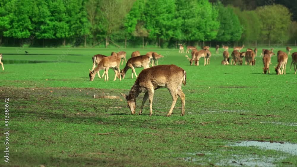 Herd of young deer grazing in green meadow near forest. Wide angle herd of young whitetail deer grazing in pasture on sunny day. Newborn roe deer, wild spring nature. Farming and livestock in Germany