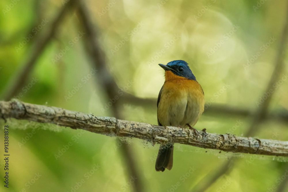 The Slaty-backed Flycatcher (Ficedula erithacus) is a small bird characterized by its slate-grey back, orange breast, and white belly. The Slaty-backed Flycatcher (Ficedula erithacus) is a small bird characterized by its slate-grey back, orange breast, and white belly.
