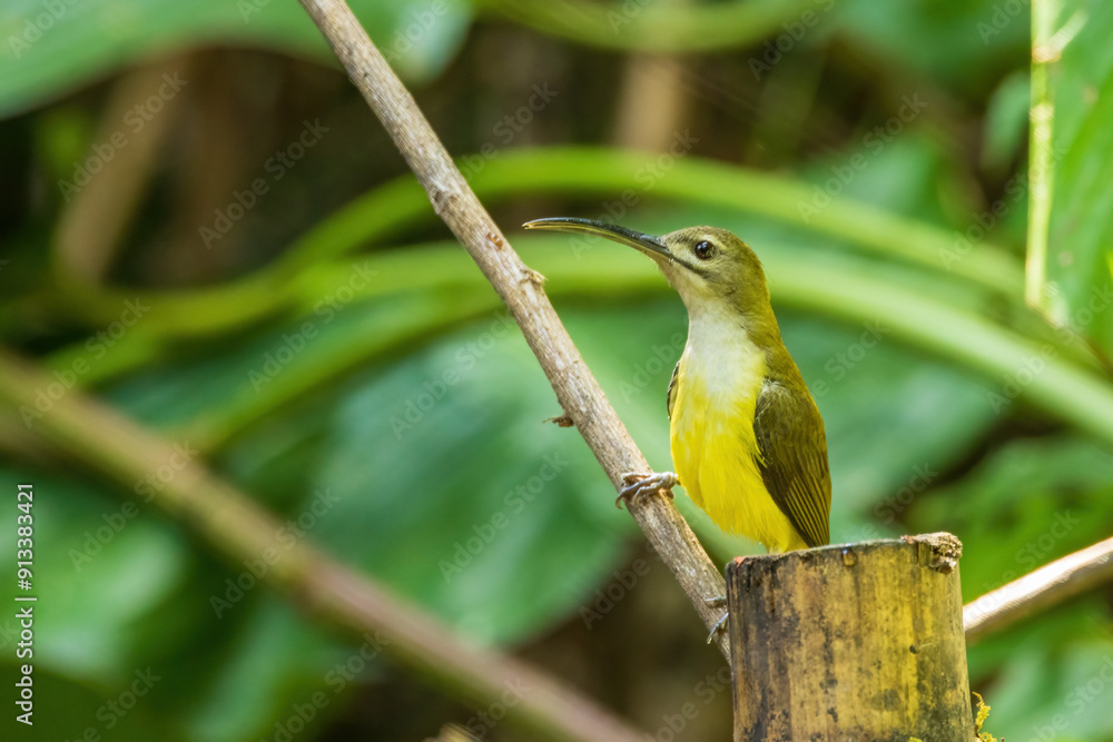 Obraz premium The Little Spiderhunter (Arachnothera longirostra) is a small bird with olive-green upperparts and yellowish underparts. It has a long, curved bill adapted for feeding on nectar and small insects. 