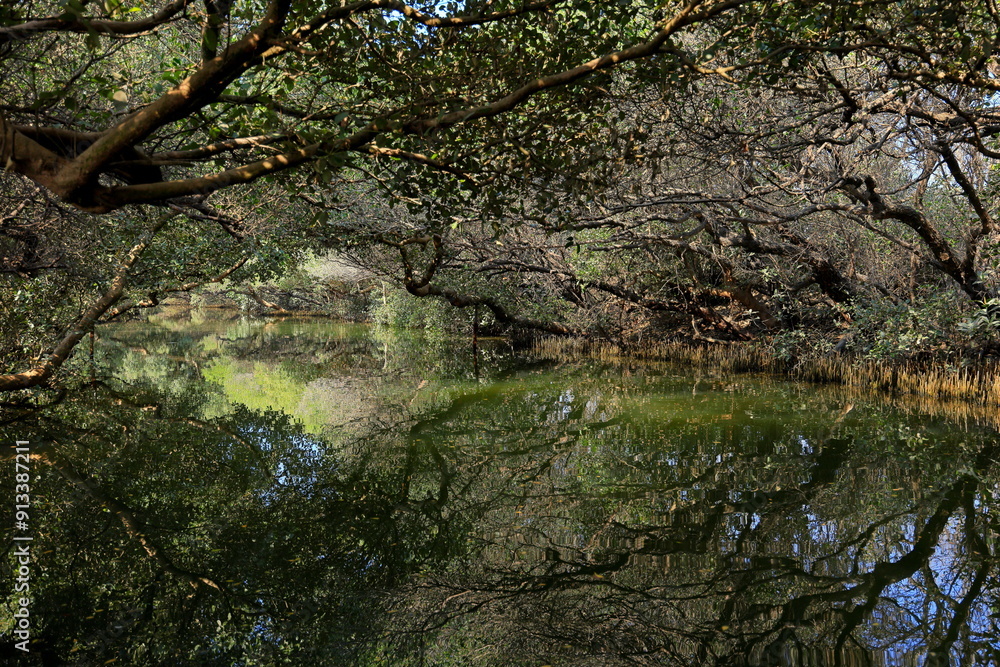 Sicao Green Tunnel, canopy of mangrove trees at Dazhong Rd, Annan District, Tainan, Taiwan Sicao Green Tunnel, canopy of mangrove trees at Dazhong Rd, Annan District, Tainan, Taiwan