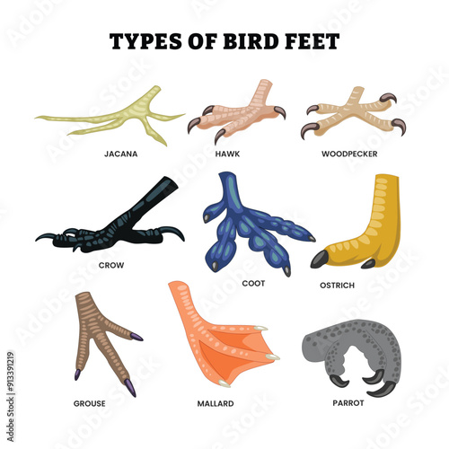 Different types of bird feet and leg set collection, education poster design biology animal anatomy with various function with jacana, hawk, woodpecker, crow, coot, ostrich, grouse, mallard, parrot.