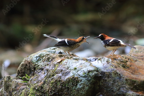 The chestnut-naped forktail (Enicurus ruficapillus) is a species of bird in the flycatcher and chat family Muscicapidae. photo