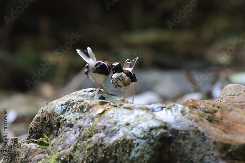 The chestnut-naped forktail (Enicurus ruficapillus) is a species of bird in the flycatcher and chat family Muscicapidae. photo