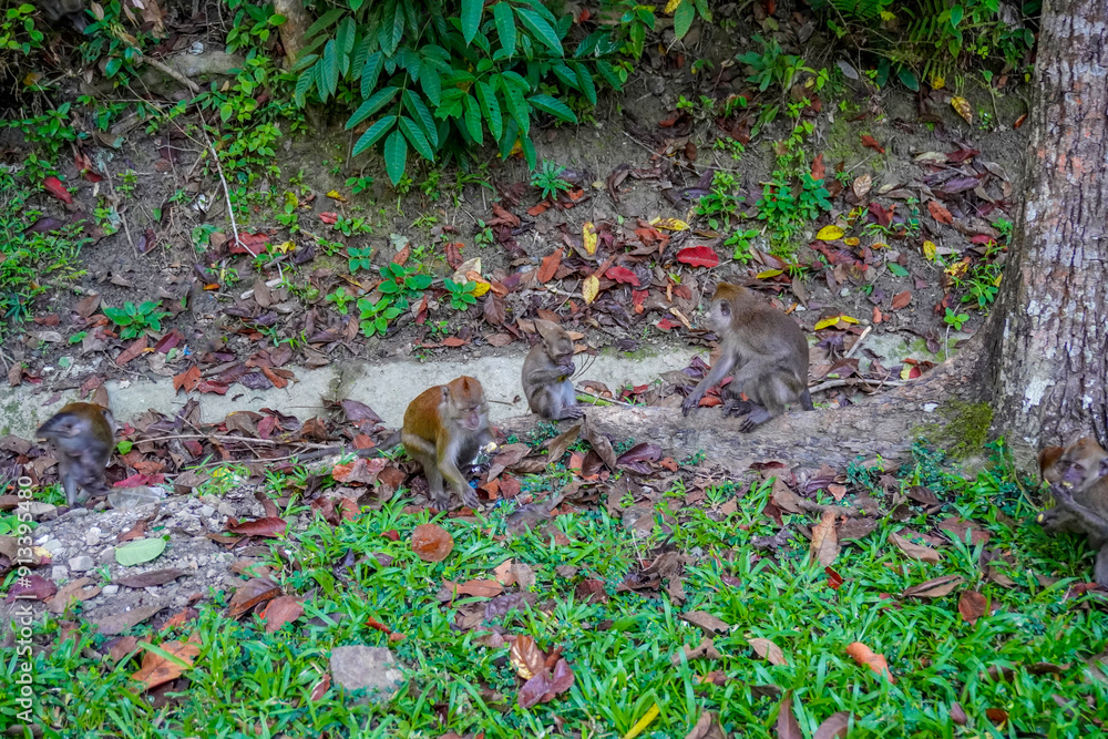 Monkeys on the streets of Langkawi, Malaysia Monkeys on the streets of Langkawi, Malaysia